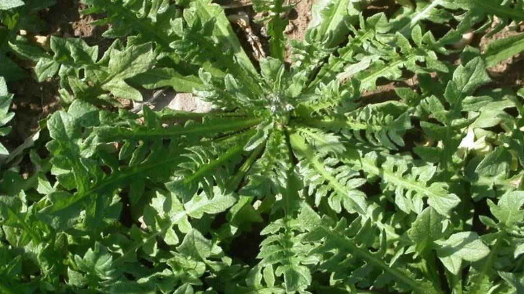 İbrahim Saraçoğlu'ndan hayat kurtaran tarif! Kalp damarlarını temizliyor, tansiyonu dengeliyor: Basurun en kesin çaresi 2